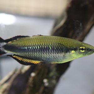 Red-tailed Silverside