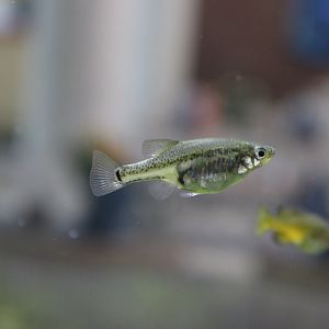 Monterrey Platyfish