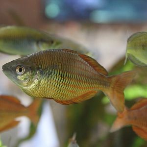 Lake Kuromai Rainbowfish