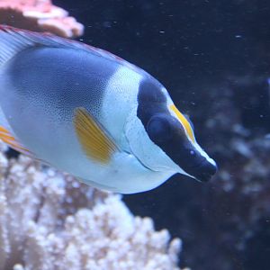 Magnificent Rabbitfish