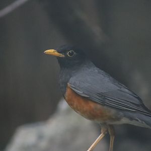 Black-breasted Thrush