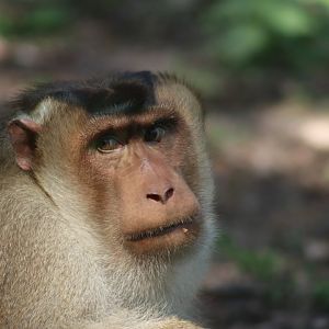 Sunda pig-tailed Macaque