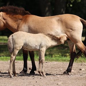 Przewalski's Foal Suckling
