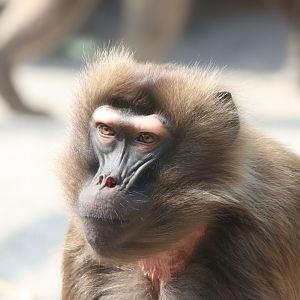 Gelada