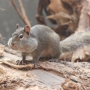 Pere David's Rock Squirrel