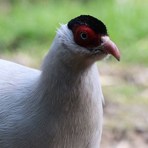 White-eared Pheasant