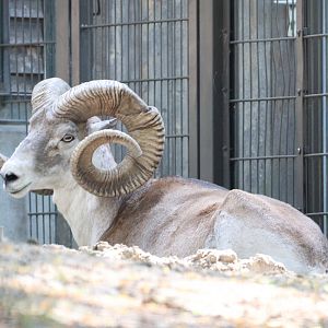Marco Polo Sheep