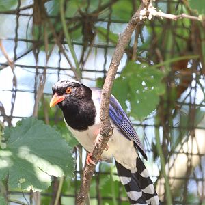 Red-billed Blue Magpie
