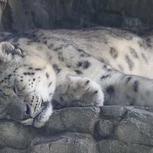 Snow Leopard