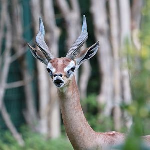 Flehmen Gerenuk