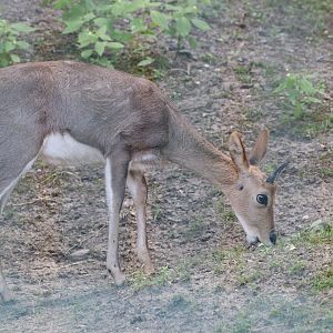 Southern Mountain Reedbuck