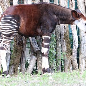 Okapi