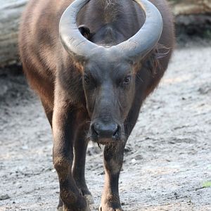 Congo Buffalo