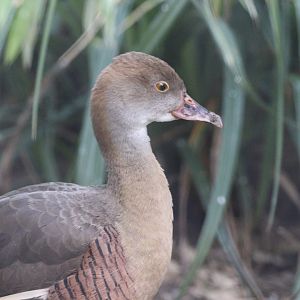 Plumed whistling-duck