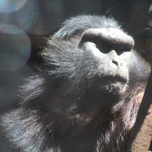 Moor macaque (Macaca maura)