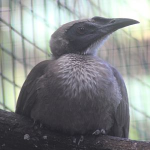 Helmeted friarbird (Philemon buceroides neglectus)