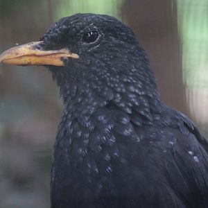 Blue-whistling thrush (Myophonus caeruleus flavirostris)