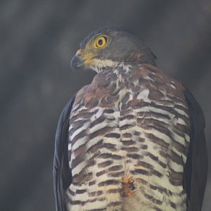Crested goshawk (Accipiter trivirgatus javanicus)