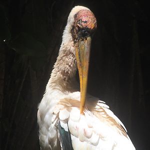 Milky stork (Mycteria cinerea)