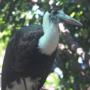 Javan woolly-necked stork (Ciconia episcopus neglecta)