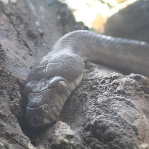 amethystine python (Simalia amethistina)