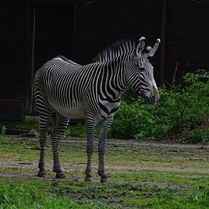 Grevy's zebra (Equus grevyi)