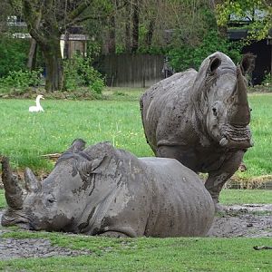 Southern white rhinoceros (Ceratotherium simum simum)