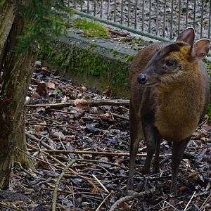 Reeves' muntjac (Muntiacus reevesi)