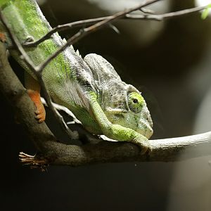 warty chameleon (Furcifer verrucosus)