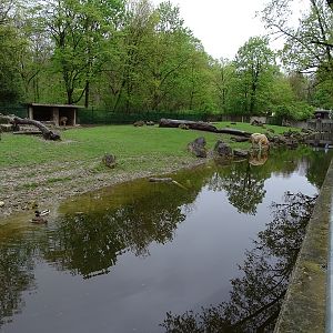 Golden takin (+muntjac) enclosure