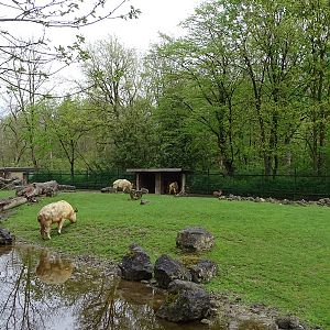 Golden takin (+muntjac) enclosure