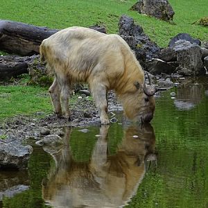 Shensi takin (Budorcas taxicolor bedfordi)
