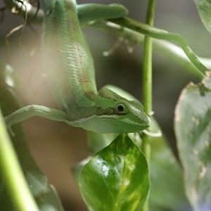 Julio's casquehead iguana (Laemanctus julioi)