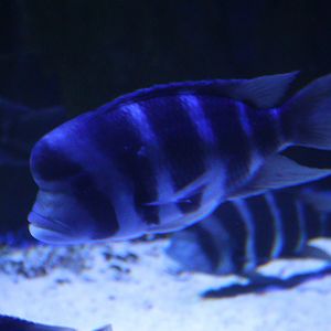 Cyphotilapia gibberosa or frontosa