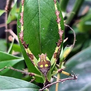 Malaysian  Katydid (Ancylecha fenestrata)