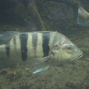 Peacock Bass ID