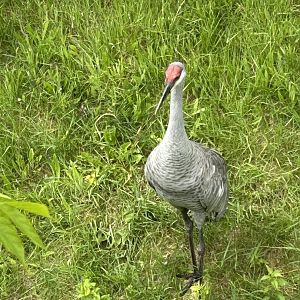 Sandhill crane