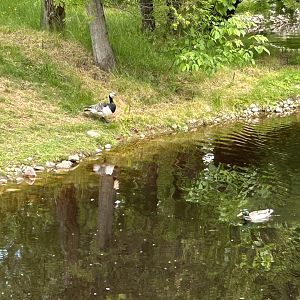 Barnacle goose and mallard