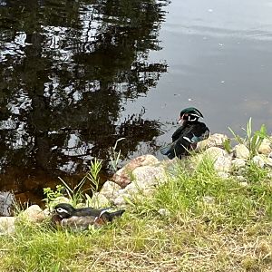 wood ducks