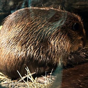 Beaver in lodge