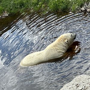 Male polar bear active