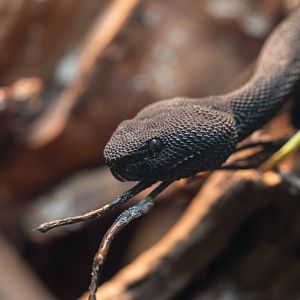 Mangrove Viper