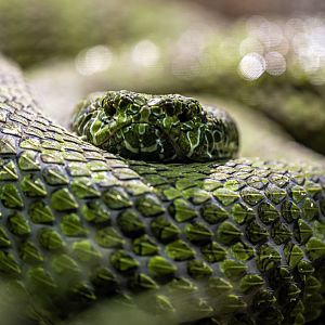 Mangshan Pit Viper