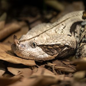 Gaboon Viper