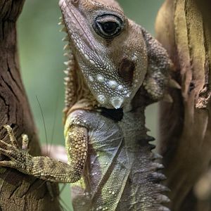 Boyd’s Forest Dragon