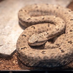 Durango Rock Rattlesnake