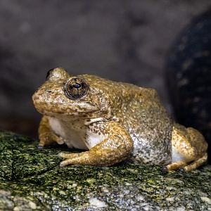 Mountain Yellow Legged Frog