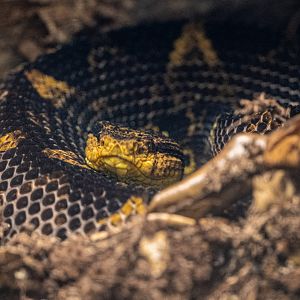 Mexican Jumping Viper