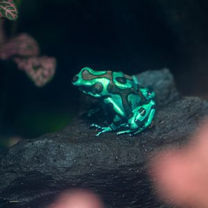 Green and Black Poison Frog