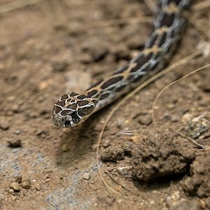 Lance Headed Rattlesnake